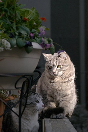 街のねこたち