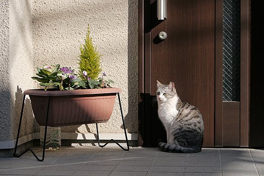 街のねこたち