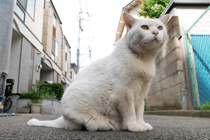 街のねこたち