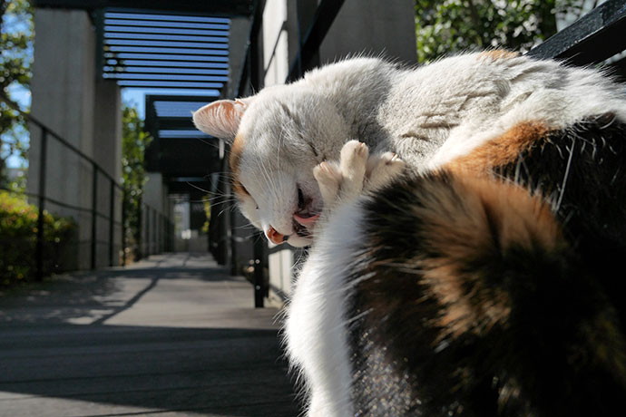 街のねこたち