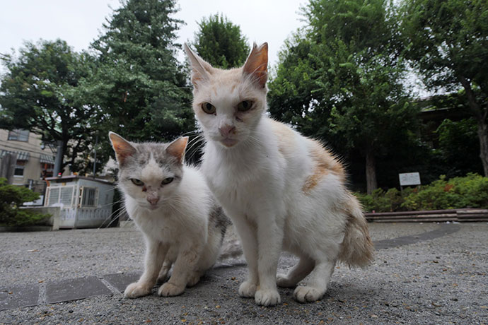 街のねこたち