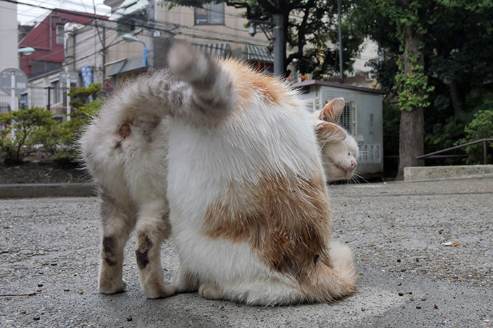 街のねこたち