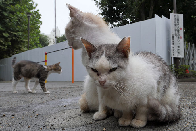 街のねこたち