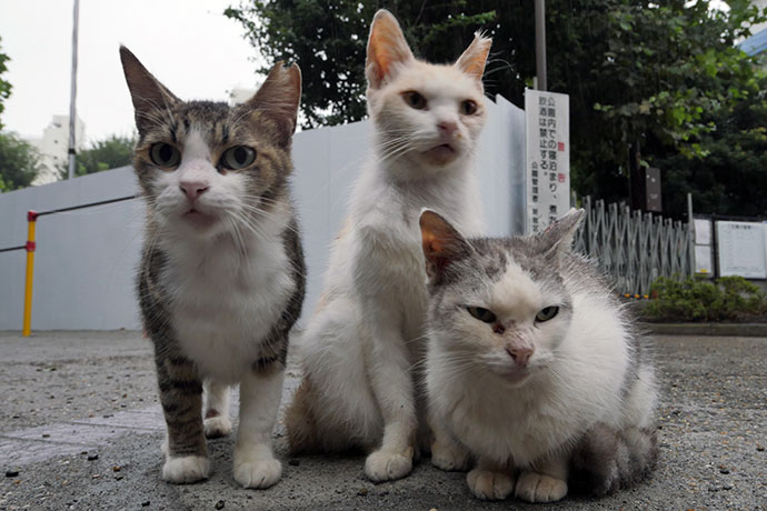 街のねこたち