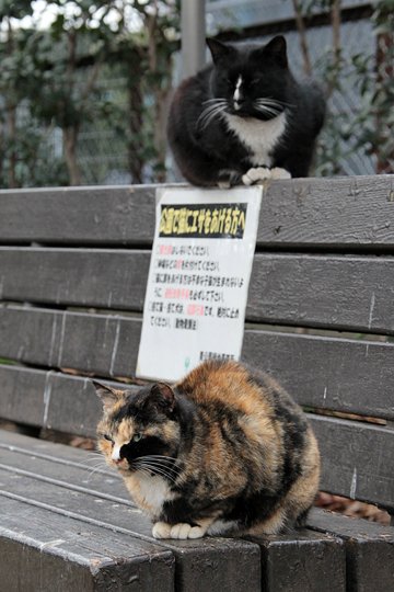 街のねこたち
