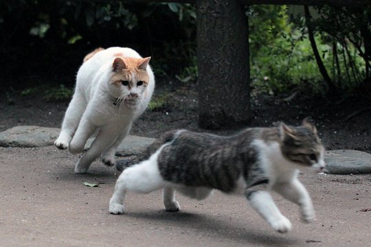 街のねこたち