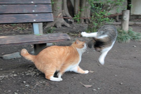 街のねこたち