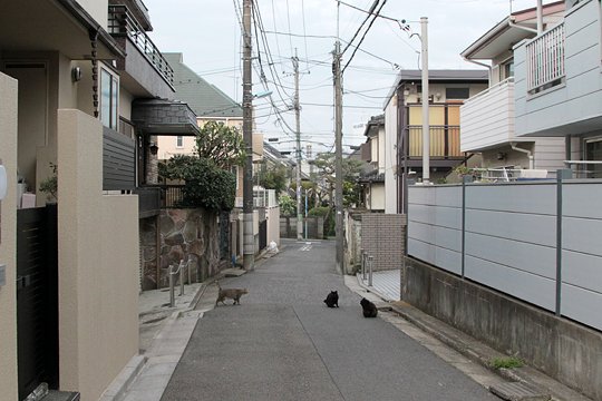 街のねこたち