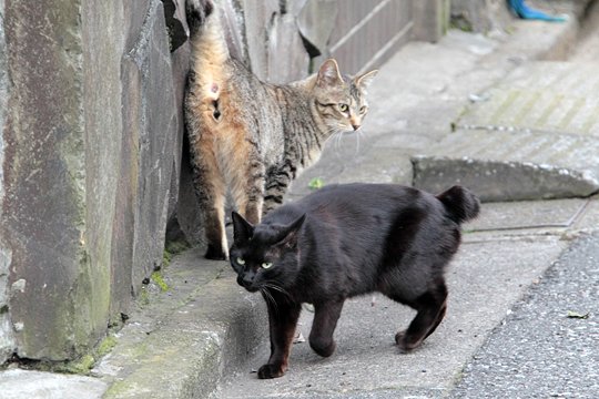 街のねこたち