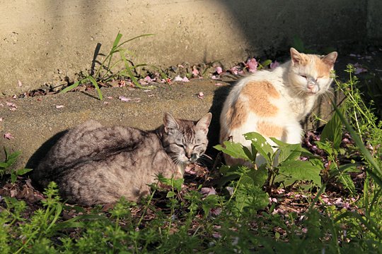 街のねこたち