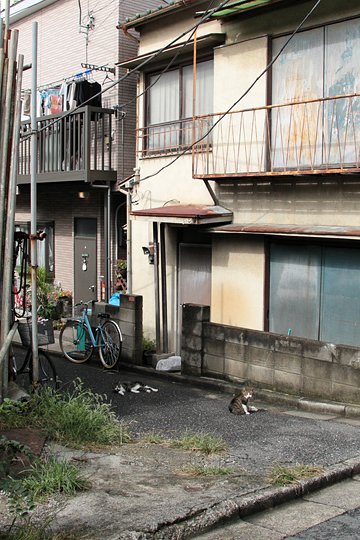 街のねこたち