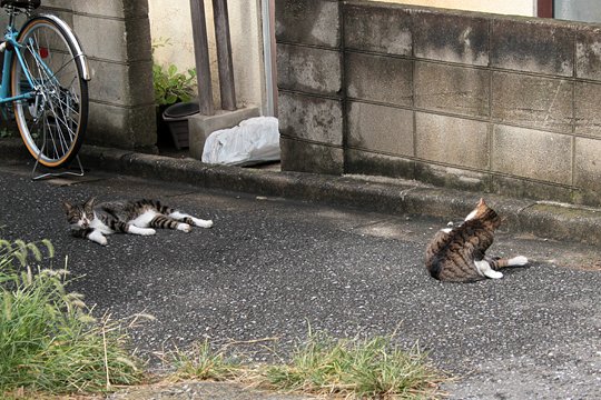 街のねこたち