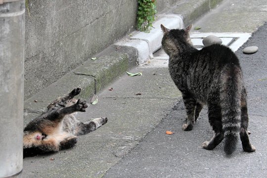 街のねこたち