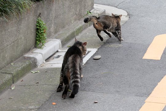 街のねこたち