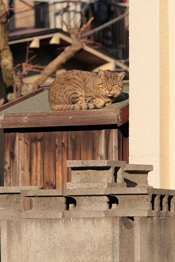 街のねこたち