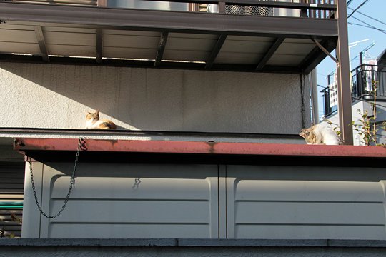 街のねこたち