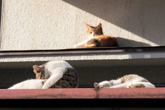街のねこたち