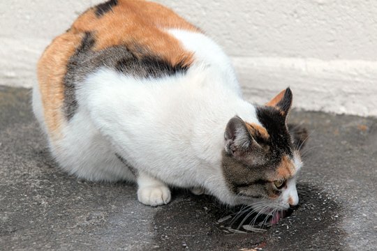 街のねこたち