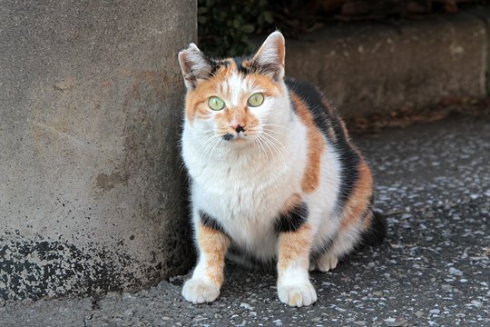 街のねこたち