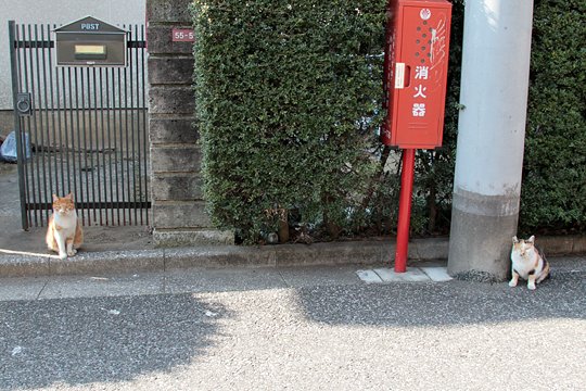 街のねこたち