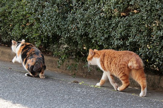 街のねこたち