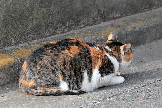 街のねこたち