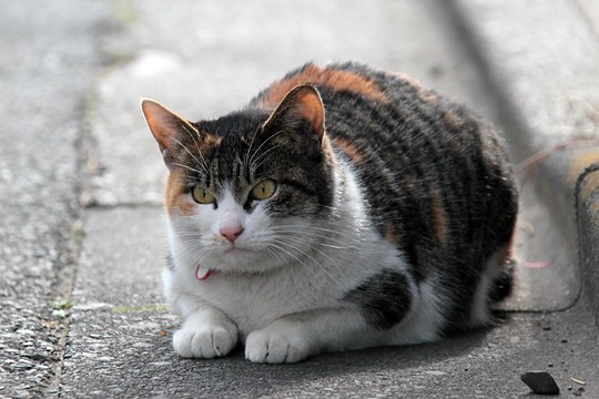 街のねこたち