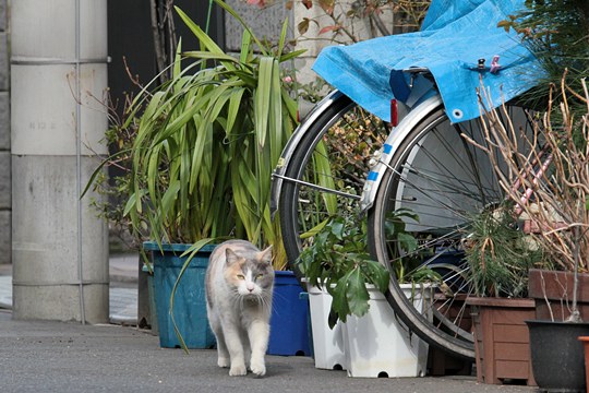 街のねこたち