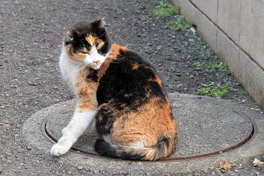 街のねこたち