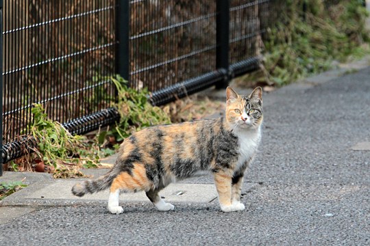 街のねこたち