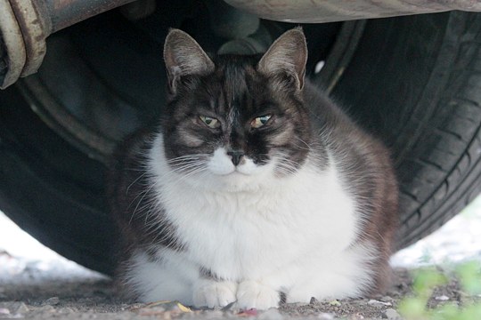 街のねこたち