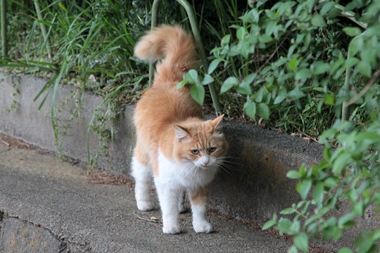 街のねこたち
