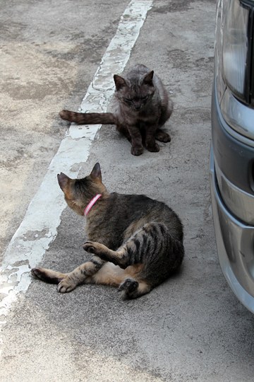 街のねこたち