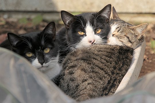 街のねこたち