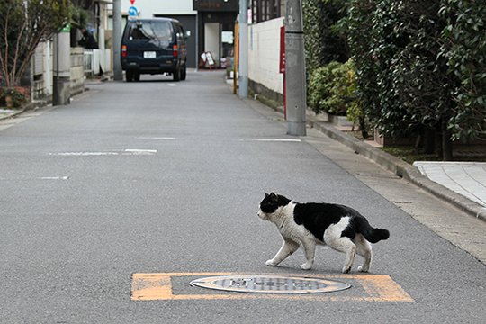 街のねこたち
