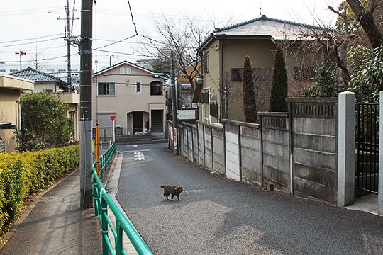 街のねこたち