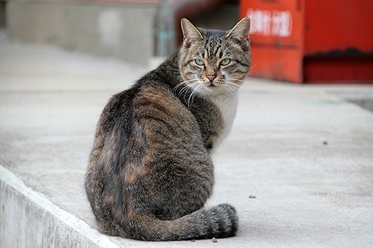 街のねこたち