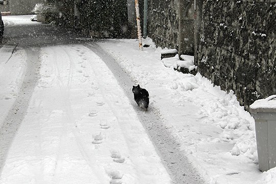 街のねこたち