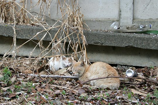 街のねこたち