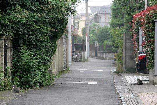 街のねこたち