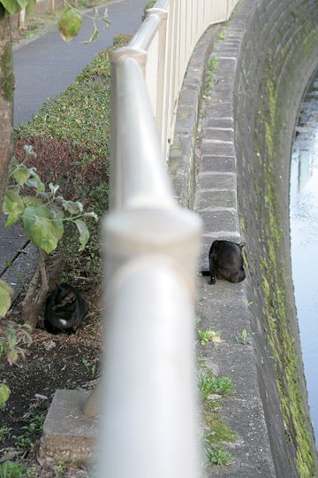 街のねこたち