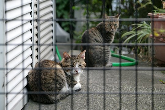 街のねこたち