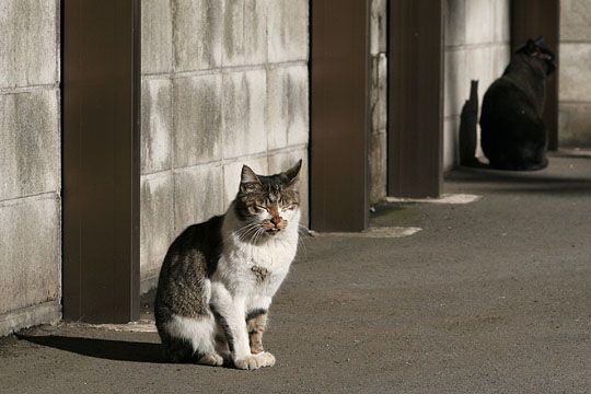 東京のねこ