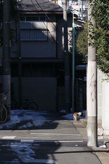 東京のねこ