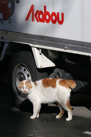 東京のねこ