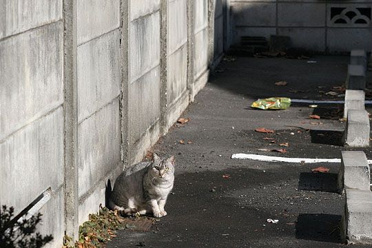 東京のねこ