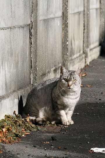 東京のねこ