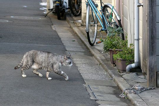 東京のねこ