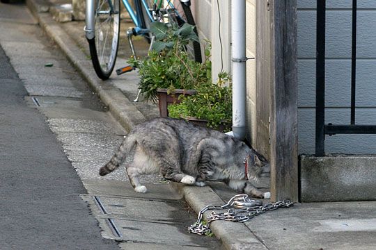 東京のねこ