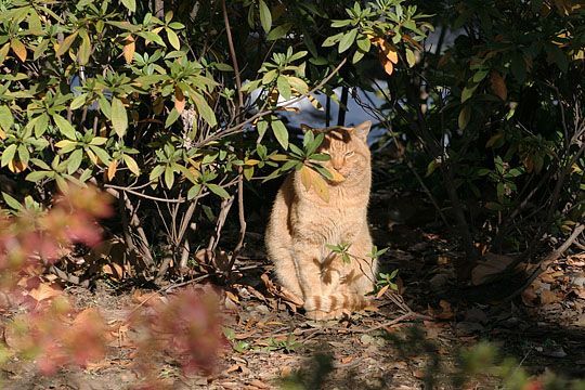 東京のねこ